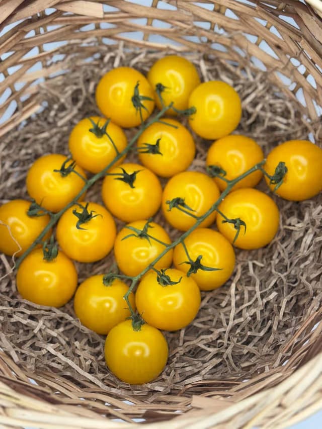 Помидоры бычье сердце